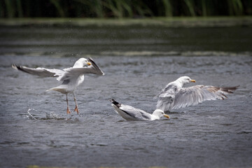 Fototapeta na wymiar European herring gull making a splash