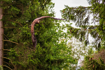 A majestic eagle in flight