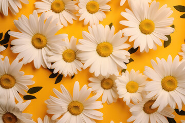 Top view of white chamomile flowers isolated on a flat yellow surface background. Floral pattern with realistic daisies. Generative AI.