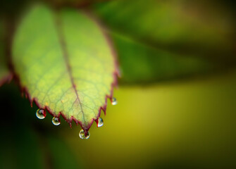 Five Dew Drops