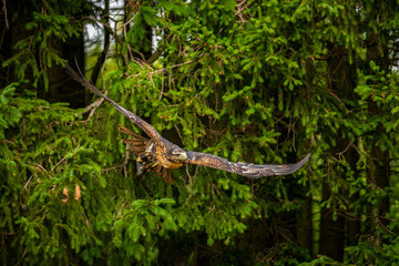 A majestic eagle in flight