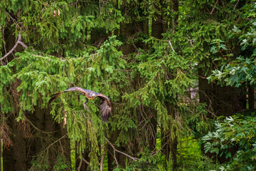 A majestic eagle in flight
