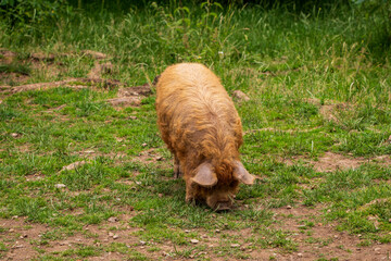 Domestic pig on a farm in Germany.