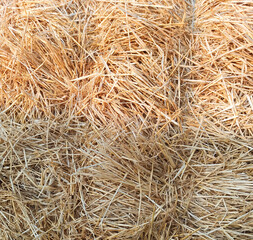 a bale of hay tied with a rope. background with dried wheat straw