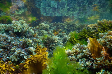 Seaweed underwater below water surface in the Atlantic ocean (mostly Cystoseira tamariscifolia alga), natural scene, Spain, Galicia, Rias Baixas
