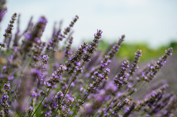 Blooming lavender bushes with honey bees collecting nectar.