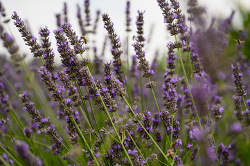 Blooming lavender bushes with honey bees collecting nectar.