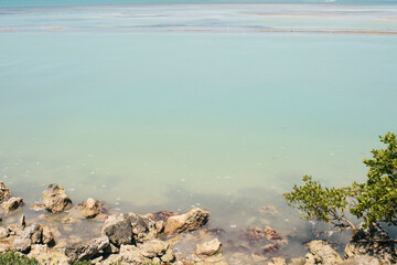 Water Scapes and Plant Life in the Florida Keys 