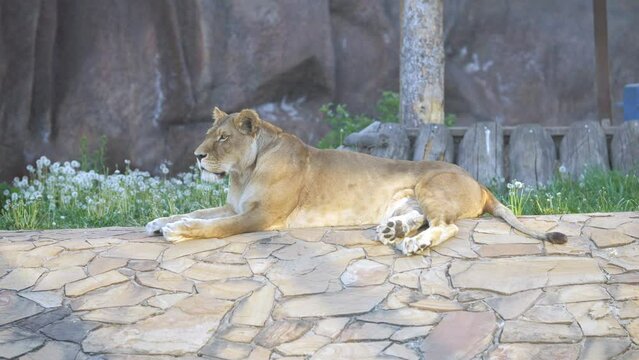 Smooth-haired lion lies calmly on tiles in fenced premise of zoo. Concept of wild and predatory animal living in captivity. Predator watching