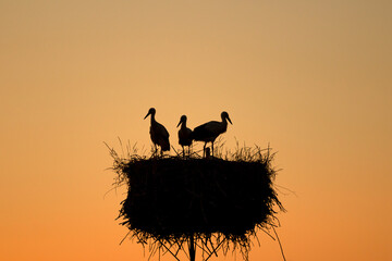 Silhouettes of a white stork on the nest against the background of the setting sun.