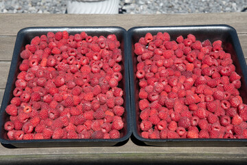 fresh pink raspberries in containers, big summer harvest of berries
