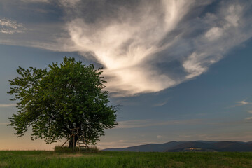 Cherry tree alone on meadow in summer evening near Roprachtice village