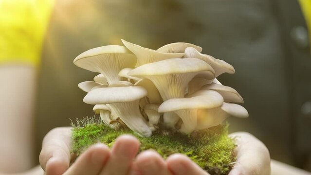 Oyster mushrooms grow in the hands of a girl farmer in a fartura. Growing oyster mushrooms rising time lapse 4k footage. Sprouting Oyster Mushroom. Fungus shirataki accelerated time-lapse