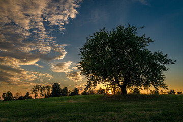 Cherry tree alone on meadow in summer evening near Roprachtice village