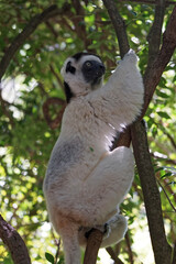 Sifaka looking up