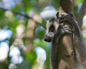 Ring-tailed lemur close-up