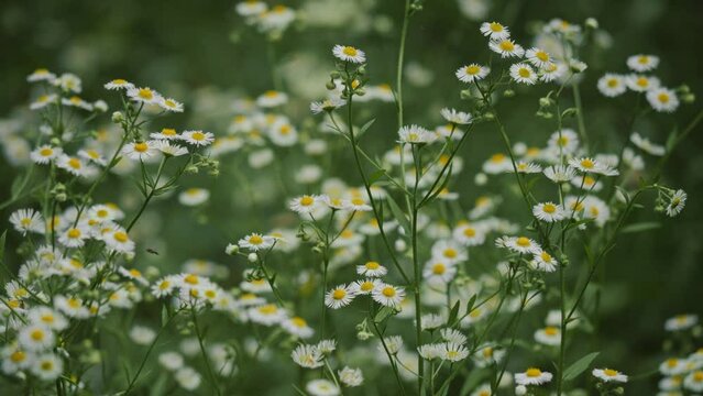 Erigeron annuus. Wildflowers. Chamomile field. Field of white daisies in the wind swaying close up. Daisy flowers. Daisy fleabane.