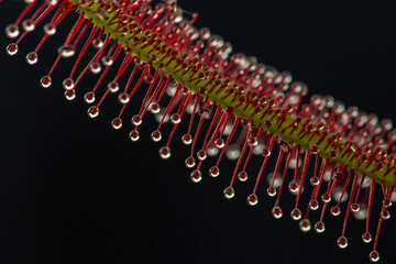 Planta carnivora drosera