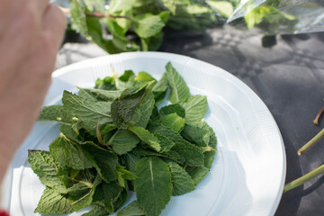 White dish with peppermint leaves for mojito