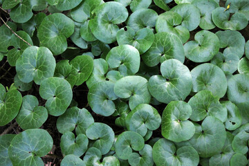 Asarum europaeum grows in the forest