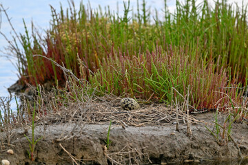 Egg of a Pied avocet in the nest // Säbelschnäbler-Ei im Nest (Recurvirostra avosetta) 