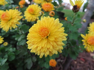 orange chrysanthemum flower