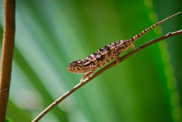 Chameleon walking down a branch