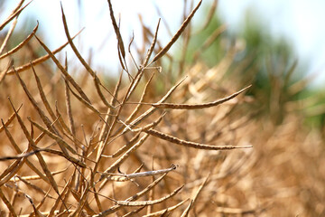 Rapeseed pods ripen on the stems in the field.
