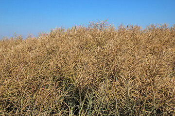 Rapeseed pods ripen on the stems in the field.