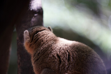 Furry lemur looking away