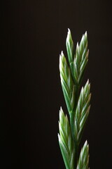 Background with perennial ryegrass inflorescence or ray grass; Lolium perenne