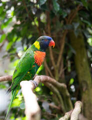 Hematode trichoglossus near the place for the inscription. Lori parrot on a tree branch, macro.