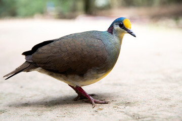beautiful yellow-blue dove. Gallicolumba tristigma opens up