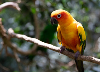 Aratinga solstitialis on a tree. Yellow parrot Aratinga prickly. Place for text
