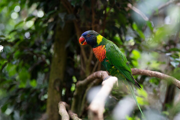 Trichoglossus haematodus. Parrot Lori on a tree branch. beautiful bird