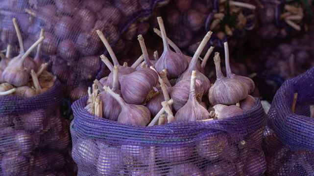 Lots of garlic neatly arranged in bags, close-up of a pile of freshly harvested garlic bulbs.