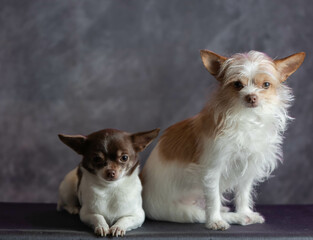 two chihuahua 