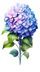 Fototapeta premium Hydrangea flower isolated on white background. Beautiful blooming plant. Generative AI