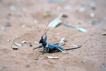Kung fu cricket