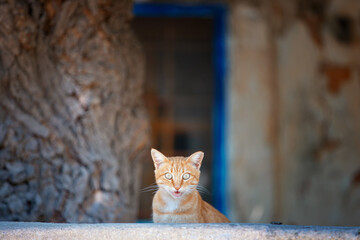 Młody rudy kot na greckiej wyspie Kos - obrazy, fototapety, plakaty
