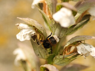 Bee pollinating 