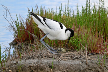 Säbelschnäbler mit Ei im Nest // Pied avocet with egg in the nest  (Recurvirostra avosetta) 