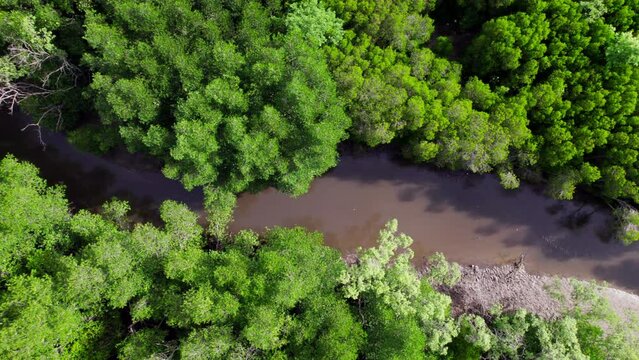 drone top view, capturing nature's enchanting beauty forest cascading beside a meandering river. From above, the intricate patterns and serene flow paint a breathtaking canvas of natural wonder.