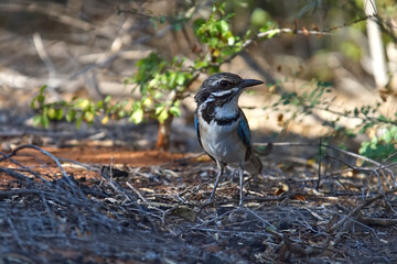 Endangered ground roller