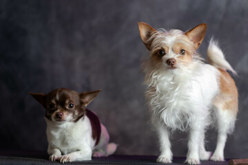two chihuahua 