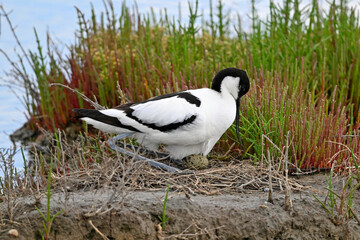 Pied avocet with egg in the nest // Säbelschnäbler mit Ei im Nest (Recurvirostra avosetta) 
