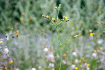 Wild letuce ( Lactuca virosa). Very interesting plant close-up.