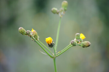 Wild letuce ( Lactuca virosa). Very interesting plant close-up. - obrazy, fototapety, plakaty