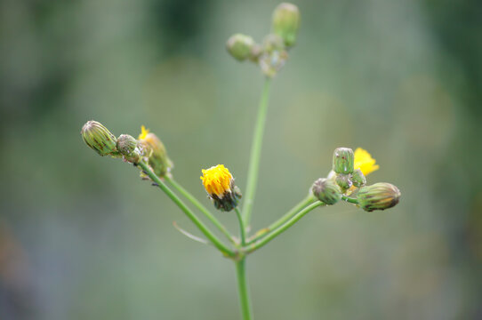 Wild letuce ( Lactuca virosa). Very interesting plant close-up.