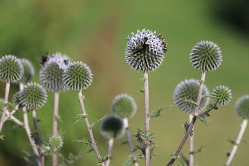 Echinops sphaerocephalus known as Great Globe Thistle or Pale Globe Thistle.